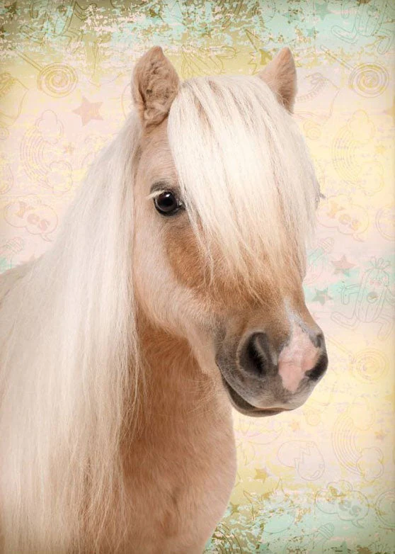 Beautiful Horse