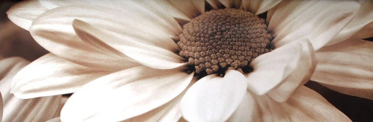 Daisy Flower