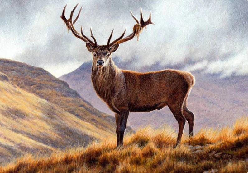 Deer on Mountain