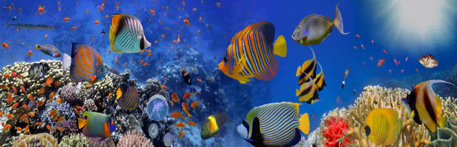 Fishes Under the Sea