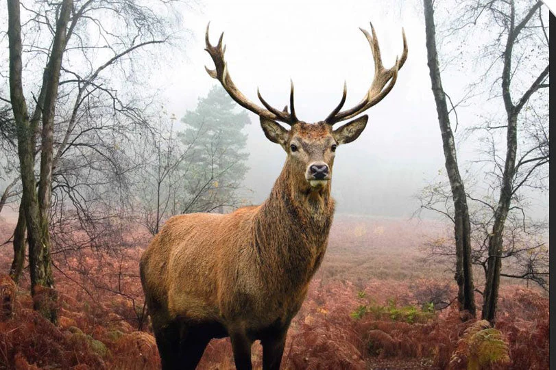 Forest Deer