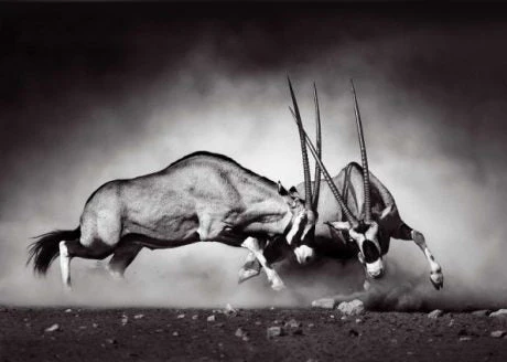 Gemsbok Fight