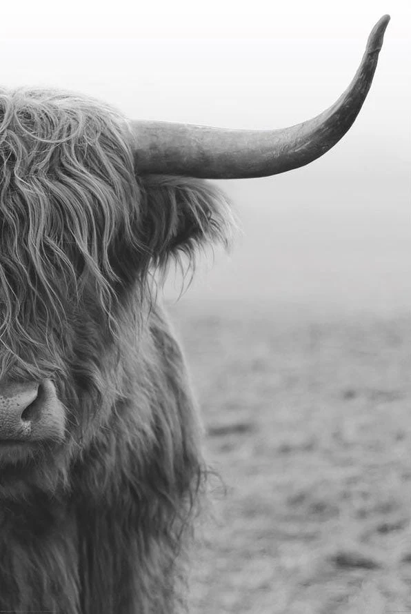 Highland Cow