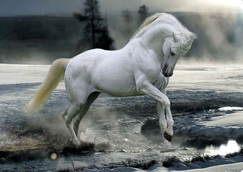 Horse Running Through Water