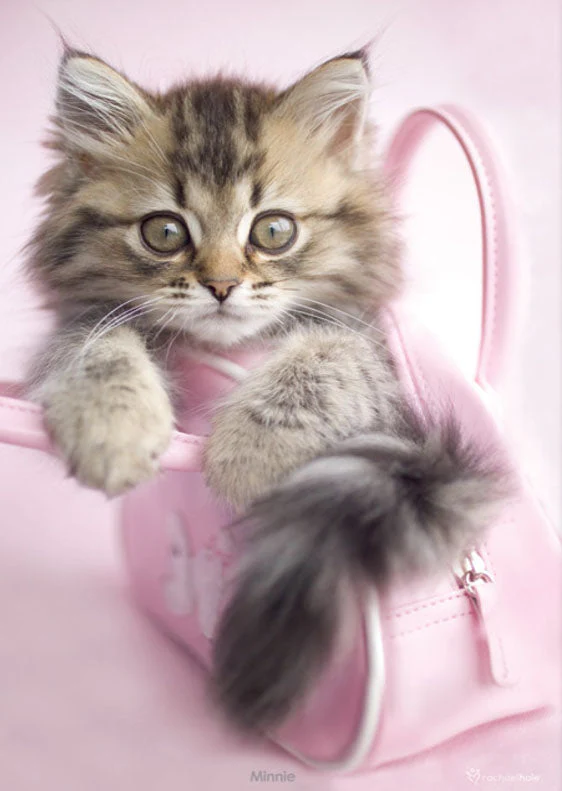 Kitten in Pink Handbag