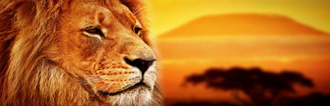 Lion Head