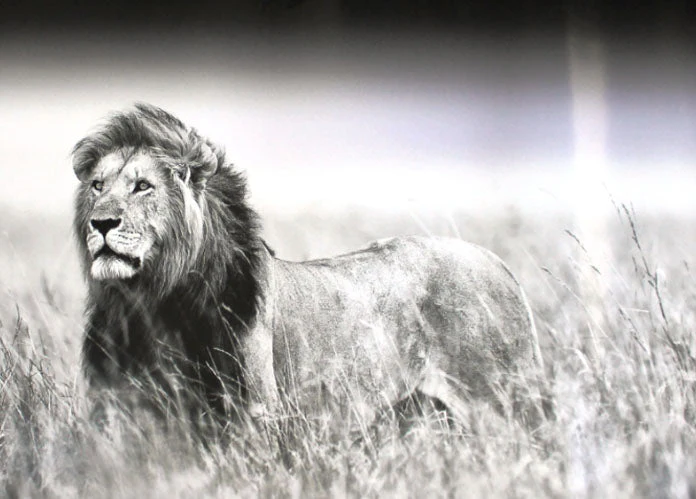 Lion in Grass