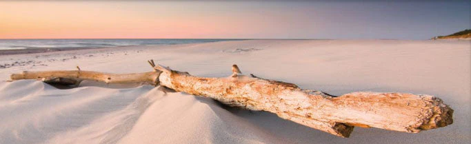 Log on Beach