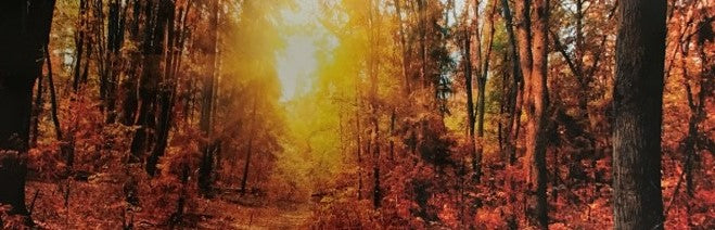 Orange Woodlands