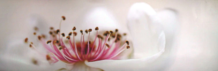 Pink and White Flower
