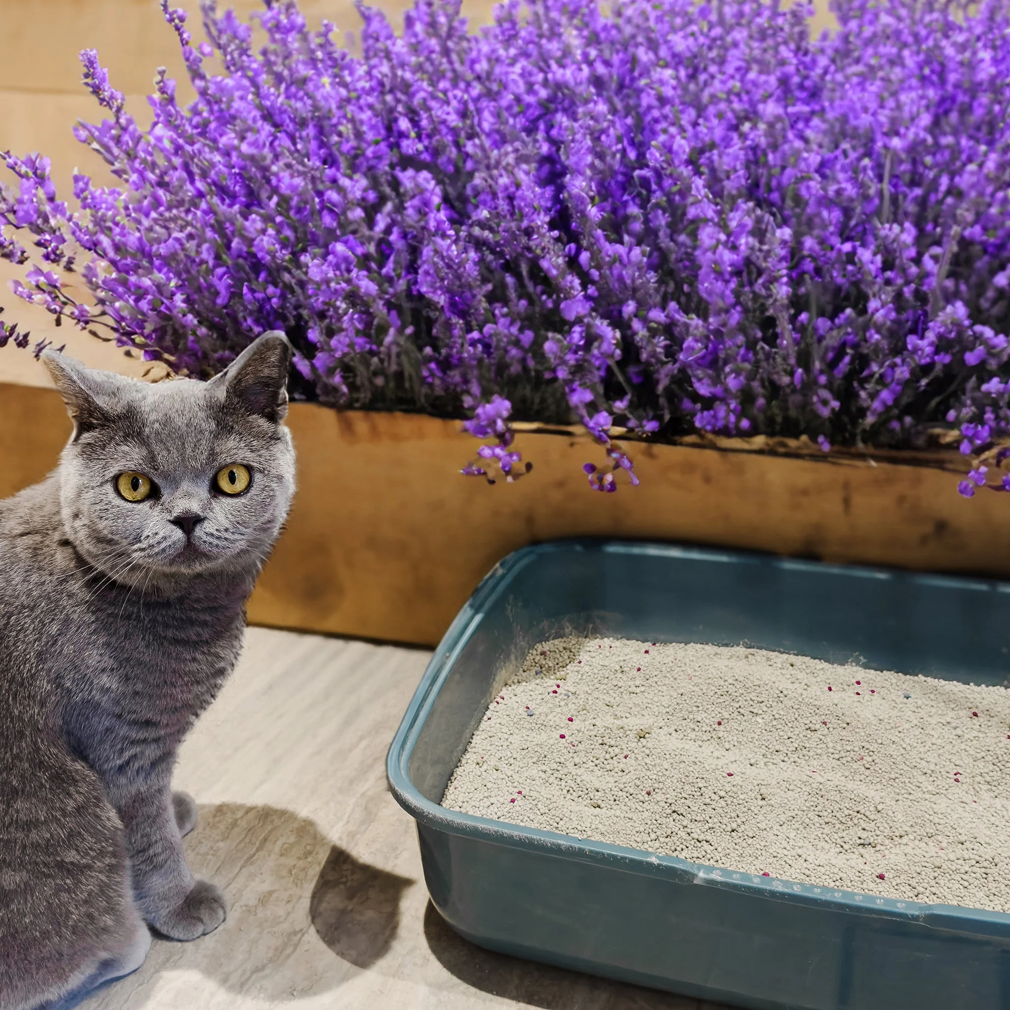 POOWEE! Lavender Clumping Litter - Image 3