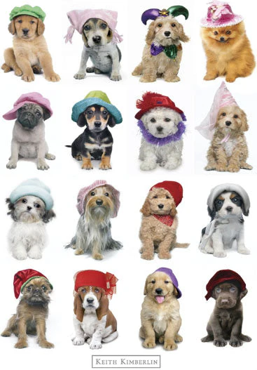 Puppies