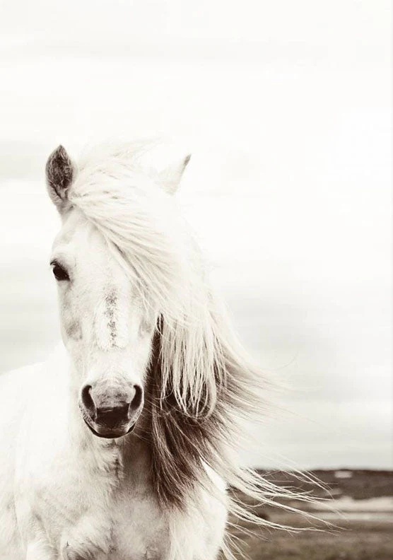 White Horse