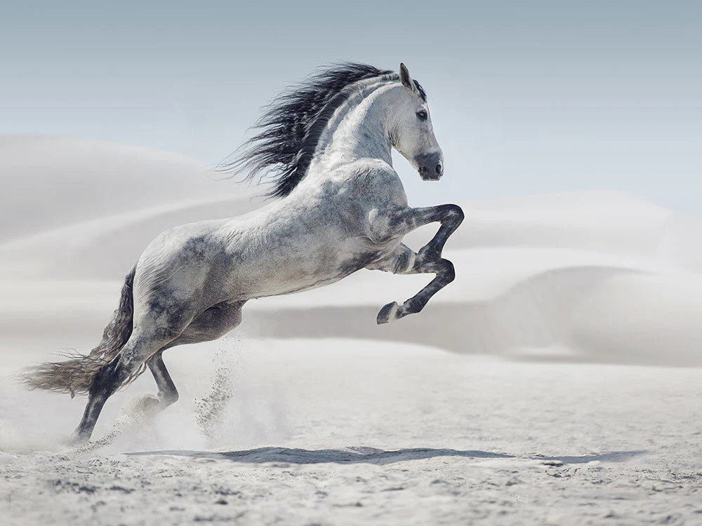 White Horse Jumping