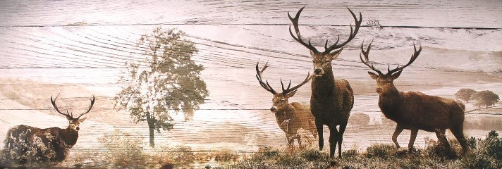 Wild Deers